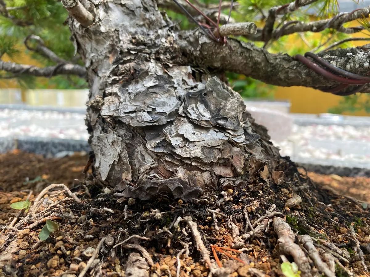7月の終わり頃から段々と茶色くなってきました。水やりは1〜2｜園芸