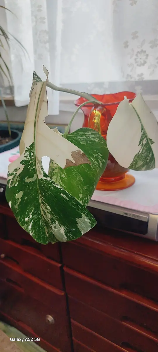 初めまして宜しくお願い致します。メルカリで出品者様のおすす  