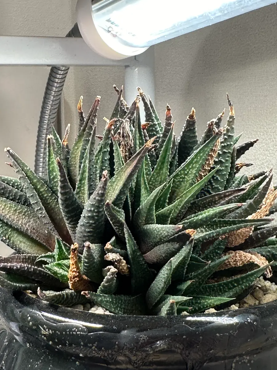 グロリアスドラゴン　タグ付きAloe hyb大きめ子株1つ生え　第四種 グロリアスドラゴン タグ付きAloe hyb大きめ子株1つ生え 第四種 シ*