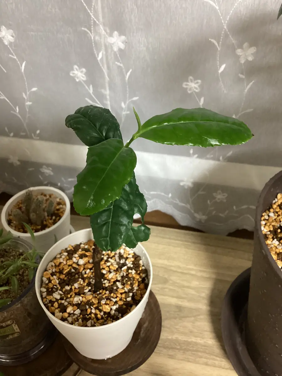 この植物の名がわからず困っています。ホームセンターで100円