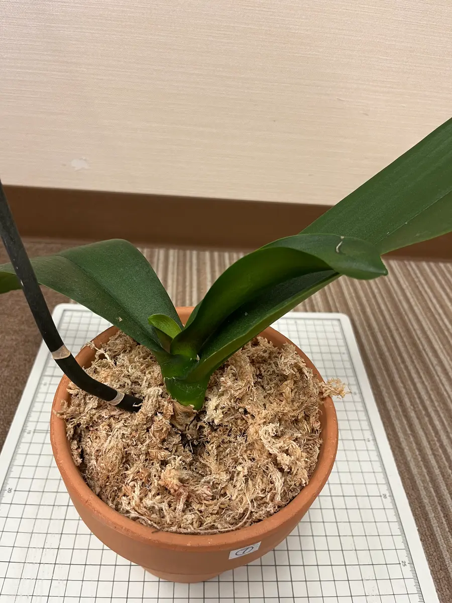Junichi Fujiwara 樣專用手作植木鉢 LLLLサイズ )