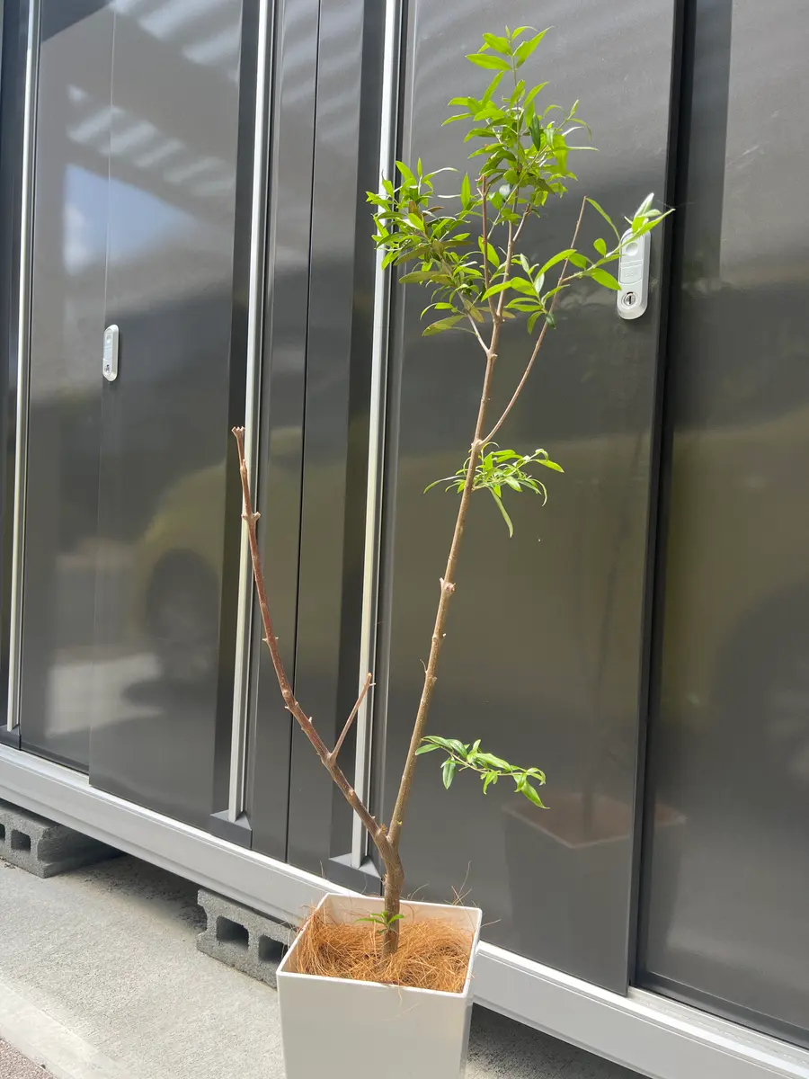 オリーブの木の片枝だけ葉が生えません。昨年夏にふるさと納｜園芸