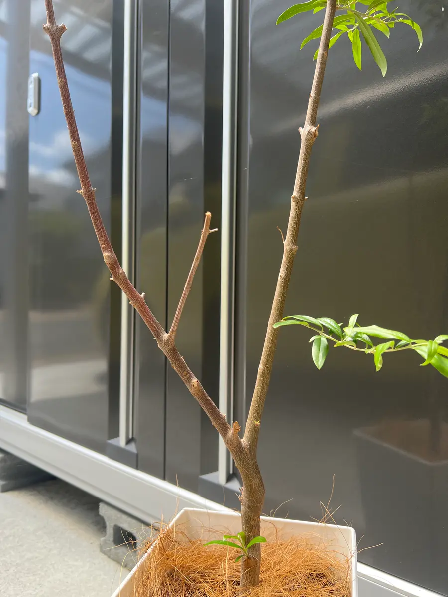 オリーブの木芸術的バスケット存在するだけで癒される約34cm