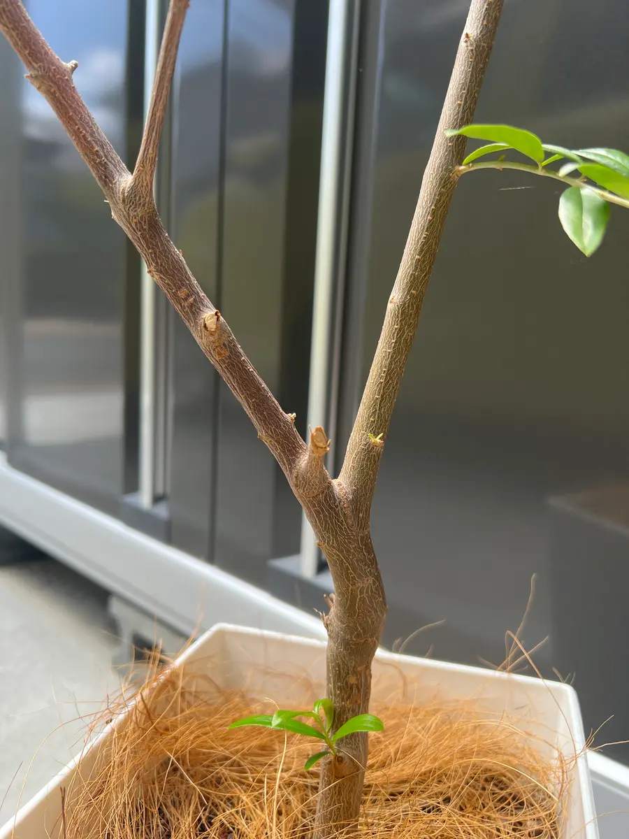 オリーブの木の片枝だけ葉が生えません。昨年夏にふるさと納｜園芸