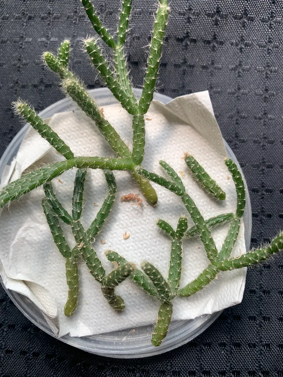 フリマで購入したカット苗のリプサリスです。水苔に巻いた状態