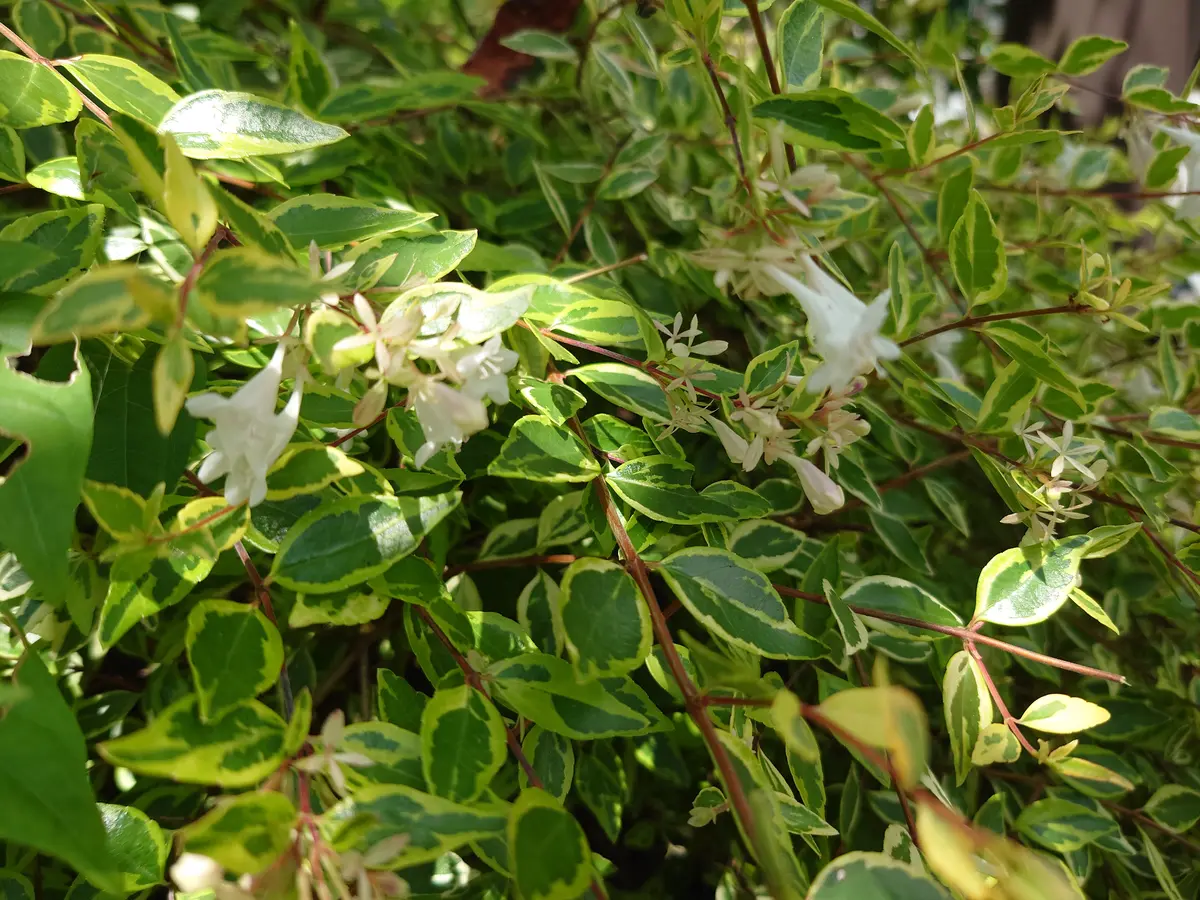 皆さんが育てておられる植物で斑入りや黄金葉などのカラーリー
