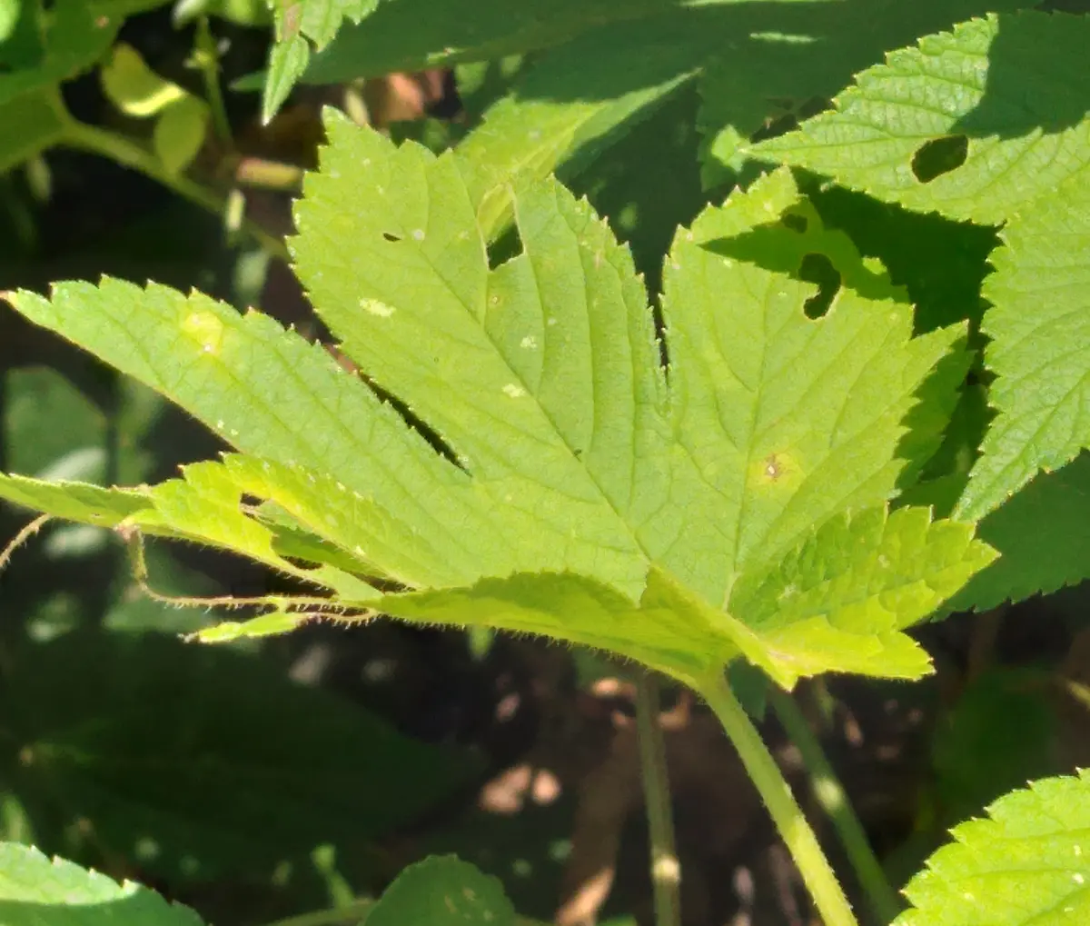 とげのある蔓の見分け方