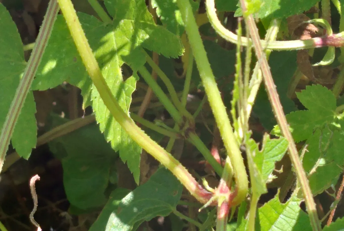 とげのある蔓の見分け方