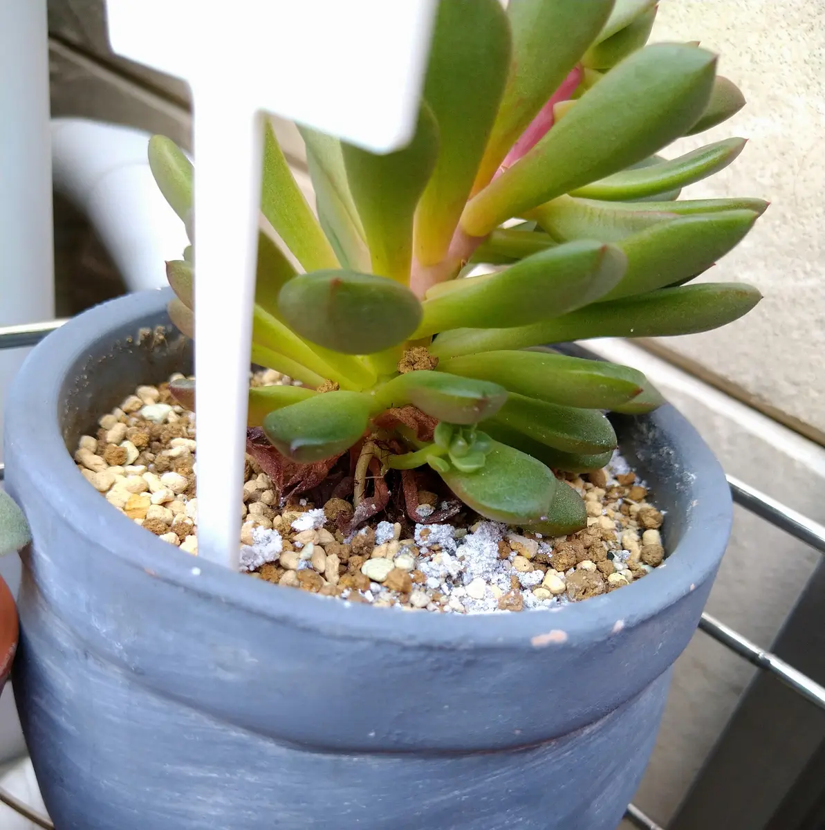 こんにちは。たびたびすみません。徒長しているピンクルビー(｜園芸