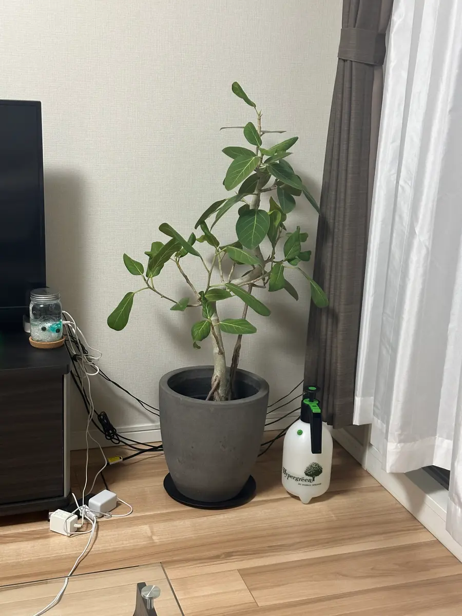 去年に夏に買って時は葉の色も良くかなり元気だったのですが1年  