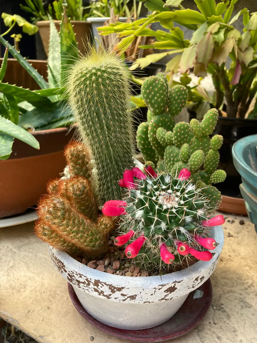 サボテンに花が咲きましたがその後このように育っています。こ 