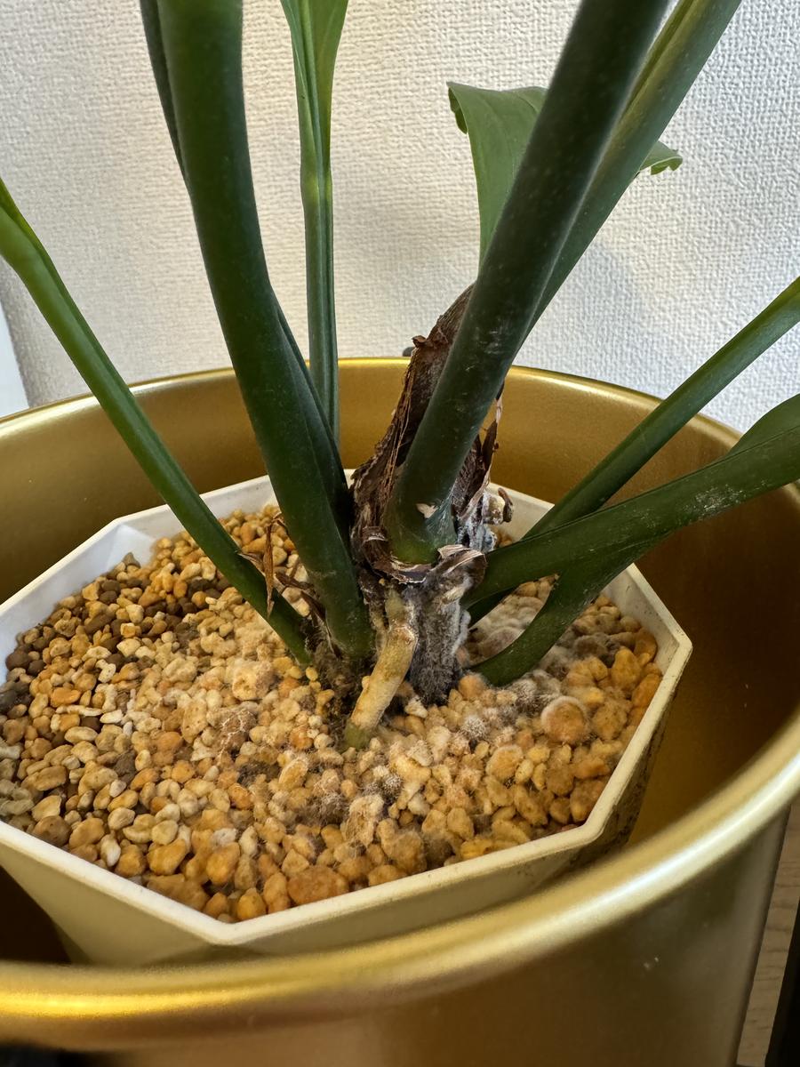 観葉植物初心者です！アンスリウムフーケリーを購入し、鉢の｜園芸