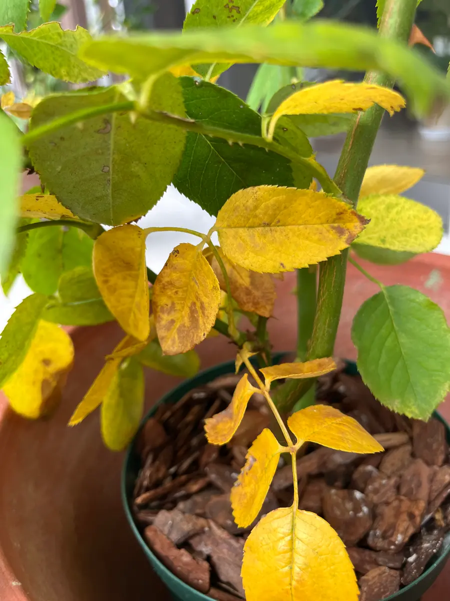 sonotoki フェイジョア 無農薬 sonotoki様専用 フェイジョア 無農薬