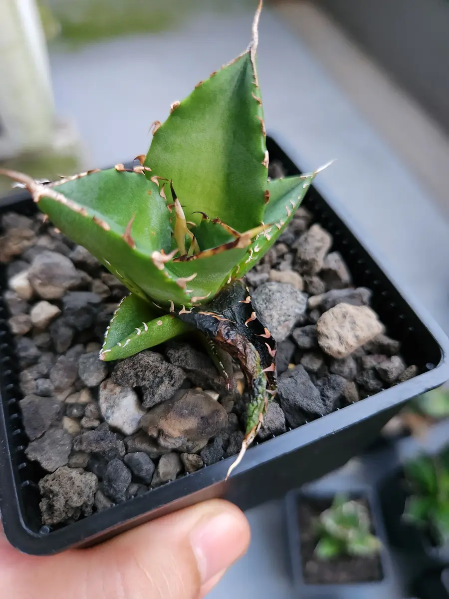 様 大好評！！アガベメイン☆塊根19種セット！ 様 大好評！！アガベ