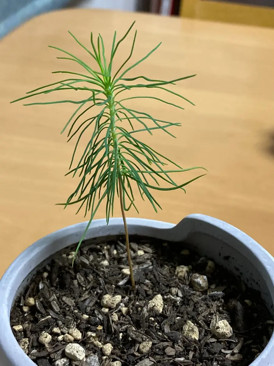 赤松 楽天市場】盆栽 松 赤松 樹高 約21cm あかまつ Pinus densiflora