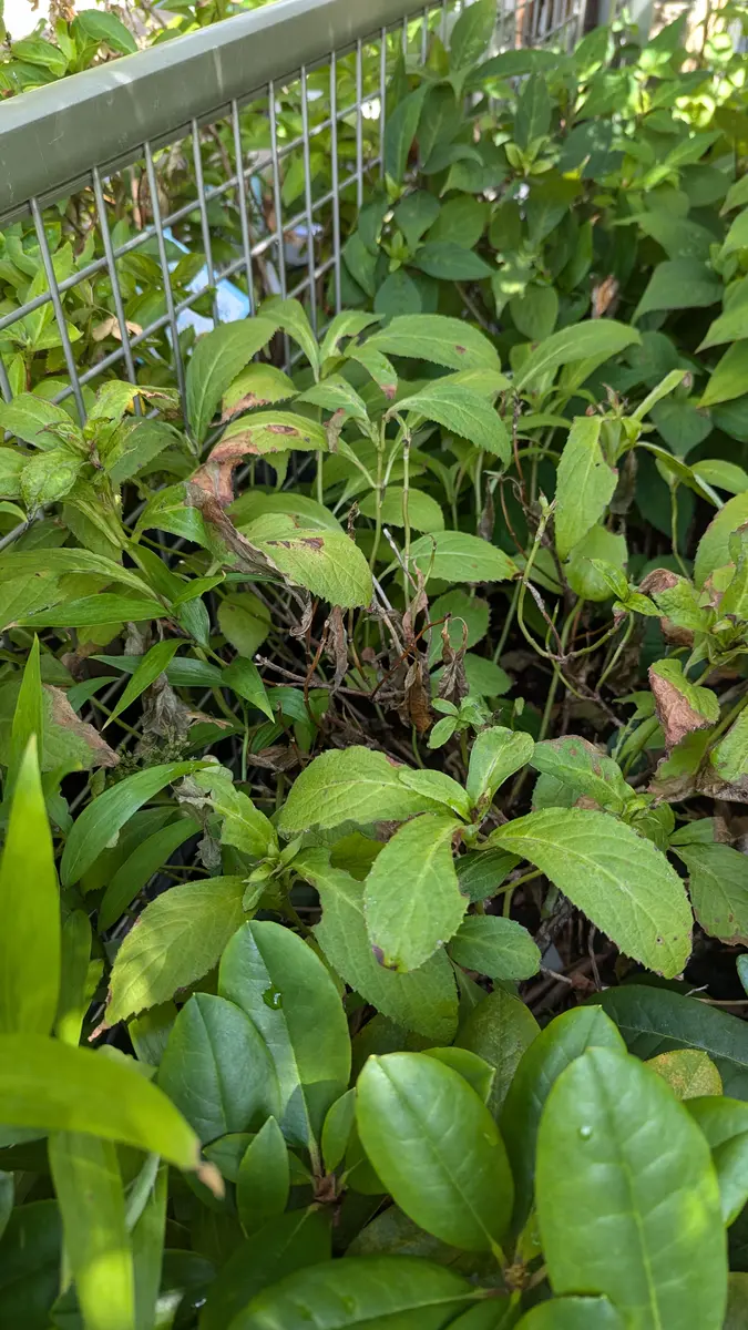 ヤマアジサイを庭に植えていますが、挿し木目的で、枝先を盗み