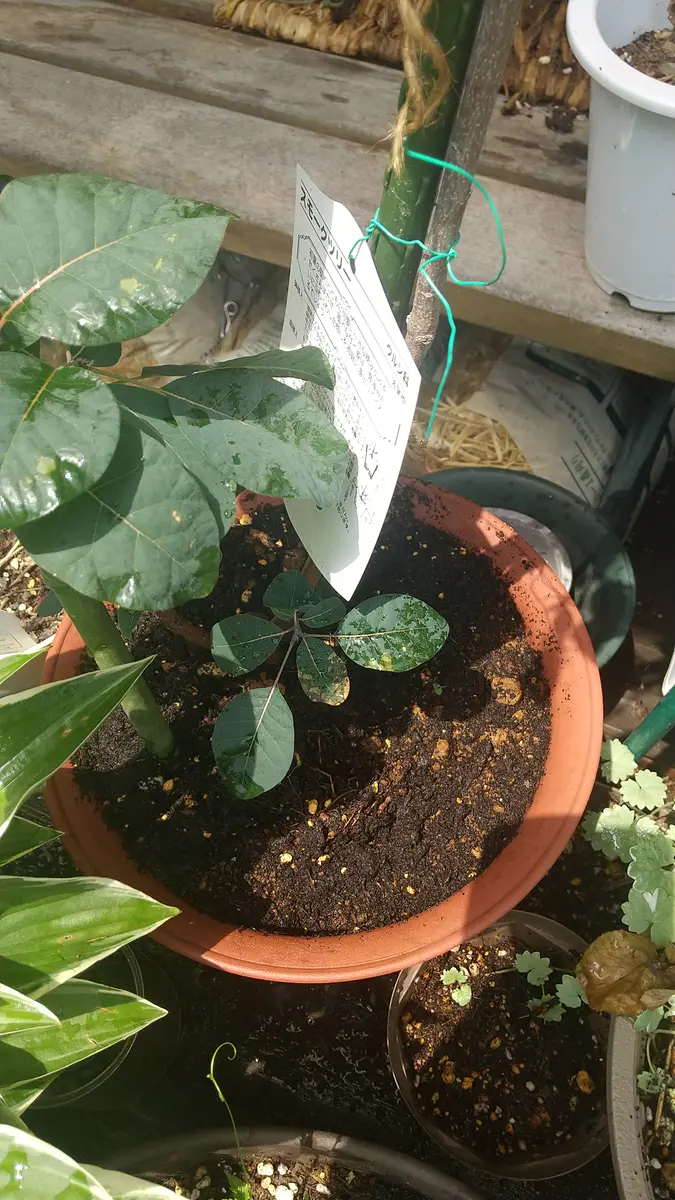 園芸初心者🔰です。スモークツリーの苗木なのですが、葉がこの