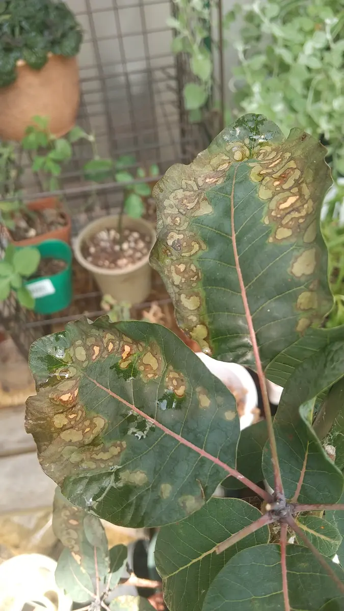 園芸初心者🔰です。スモークツリーの苗木なのですが、葉がこの