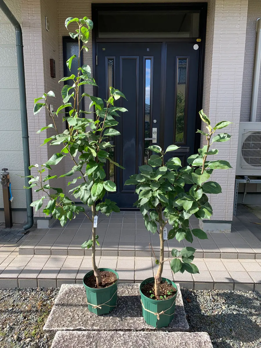 お世話様です。園芸初心者です。昨年春と今年春に購入した梨の お世話様です。園芸初心者です。昨年春と今年春に購入した梨の