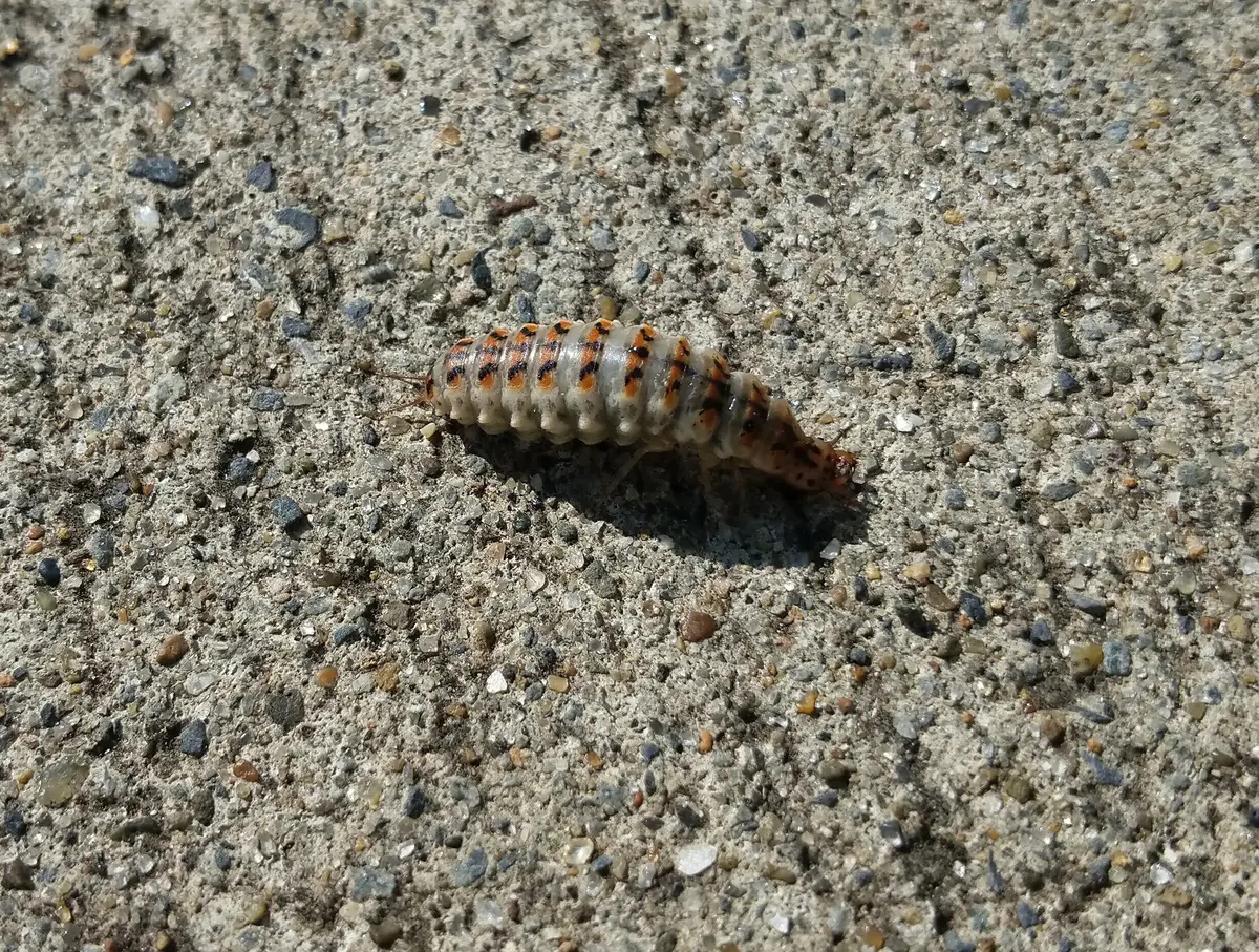 幼虫 タケノホソクロバの幼虫（終齢） | 我が家の庭の生き物たち （都内の