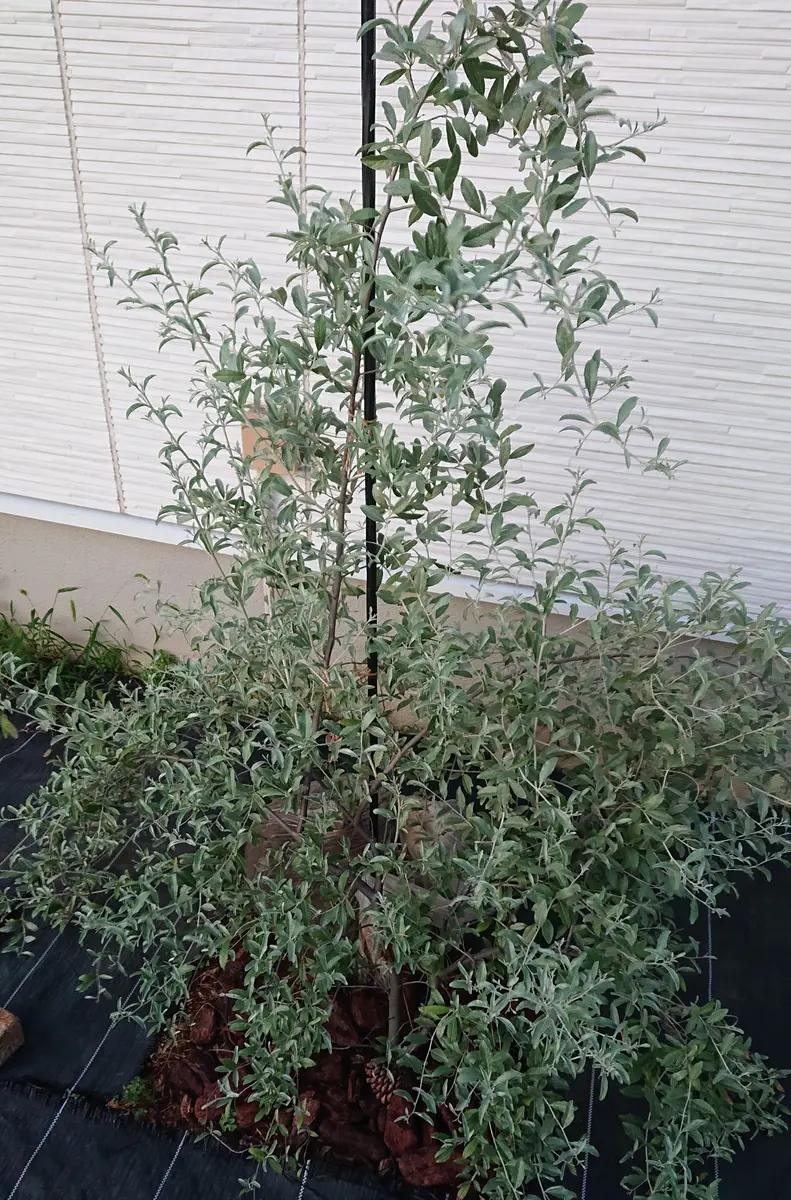 こんにちは。娘が庭に植えた木の名前を知りたいというので投稿