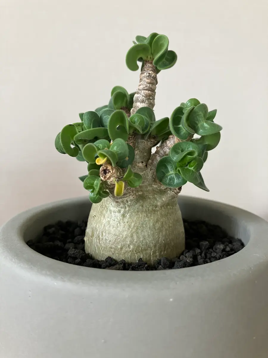 園芸初心者です。2週間前に購入したアデニウム獅子葉の葉が黄｜園芸