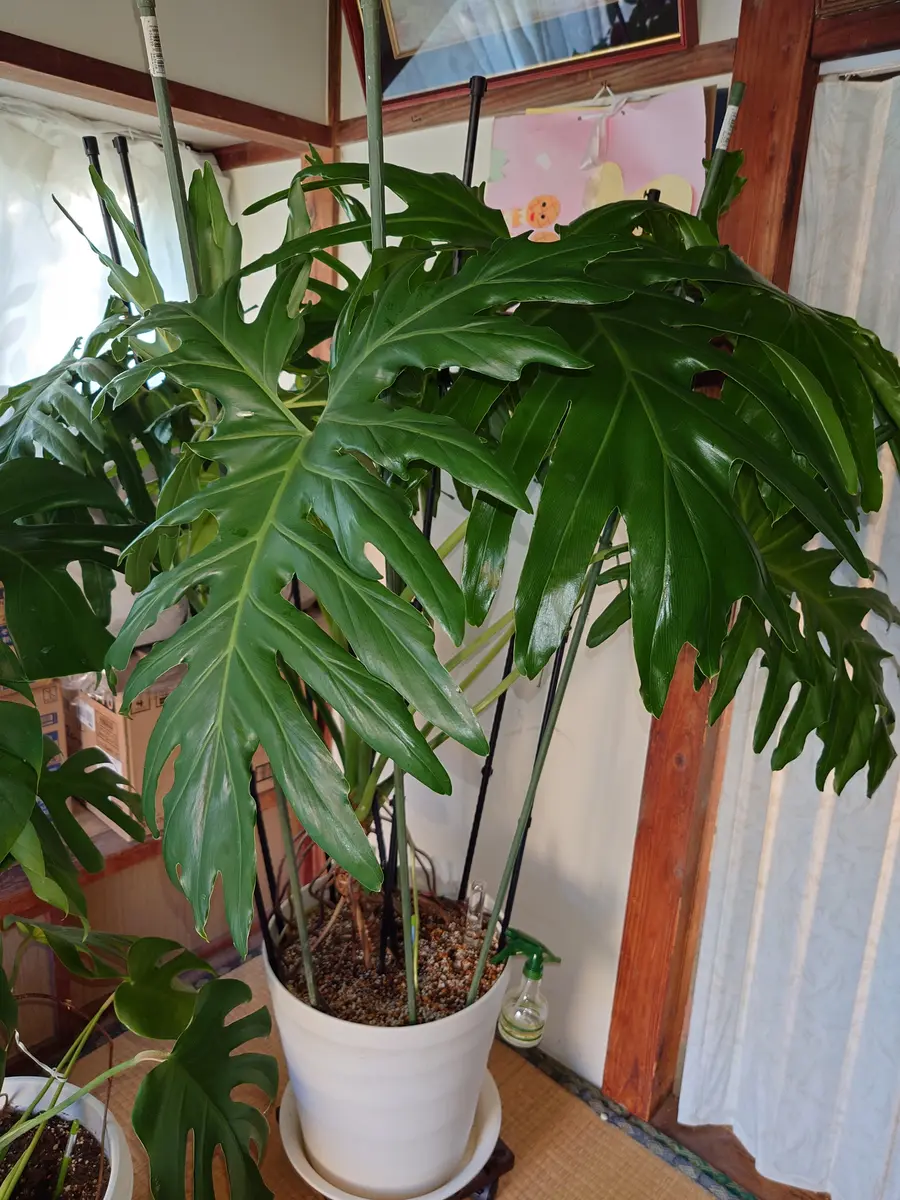 フィロデンドロン・セローム