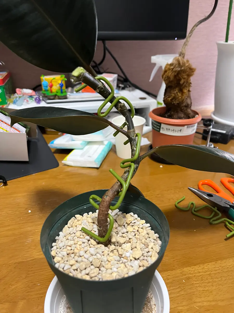 観葉植物 | フランスゴムの木 曲がり木 曲がった幹 植物の店ベリー