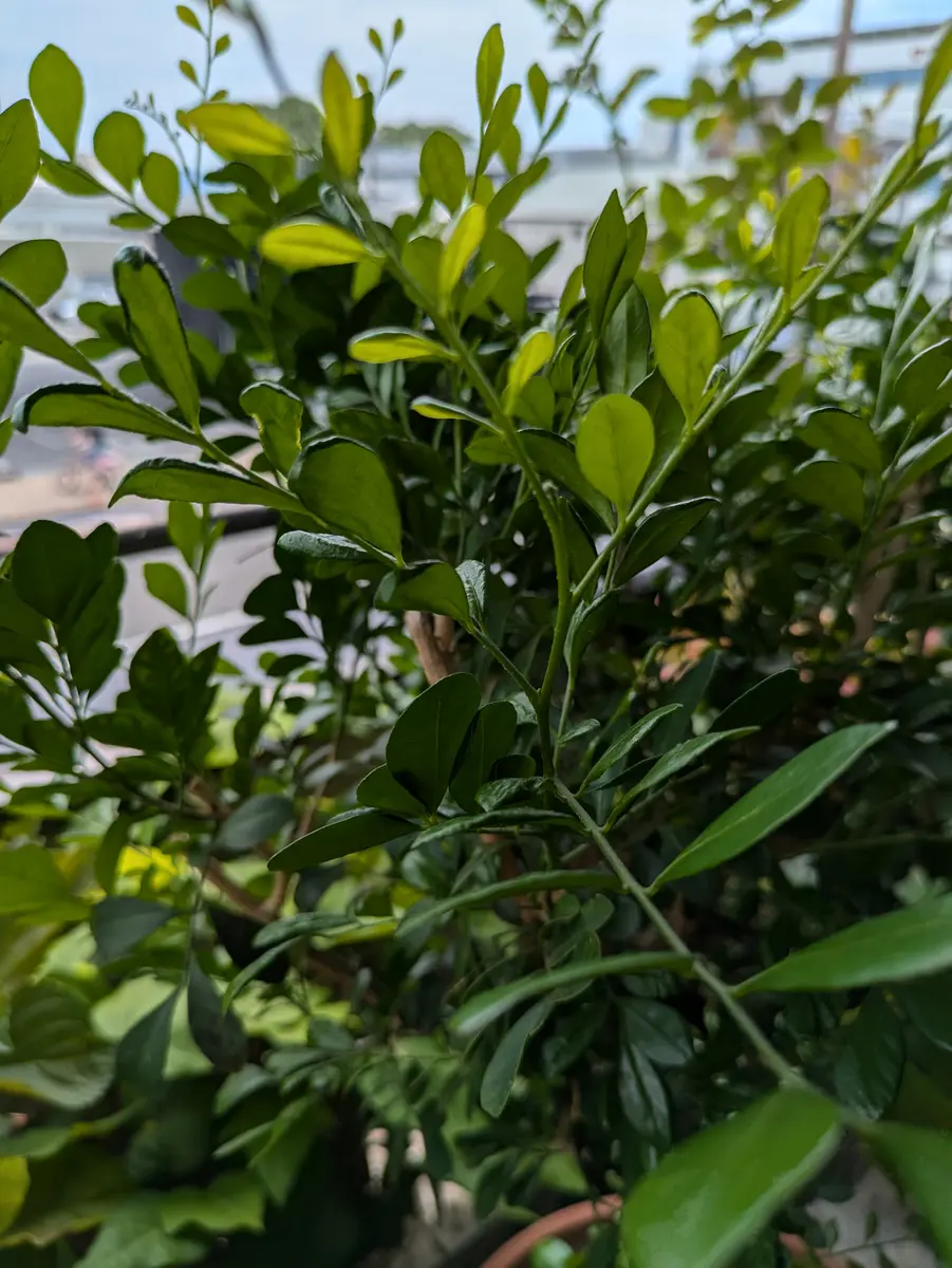 こんにちは 名前を教えてください。実母が育てていた植木で