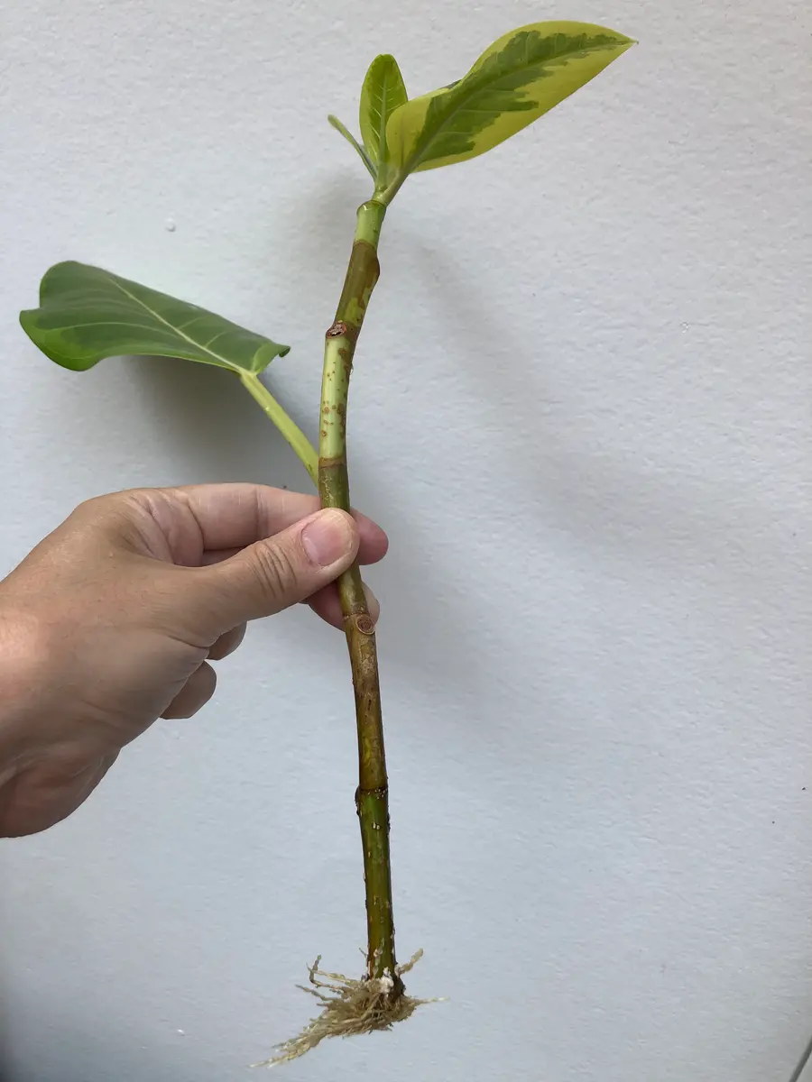 おはようございます。約1か月水差しで育てて、根が出始めまし｜園芸