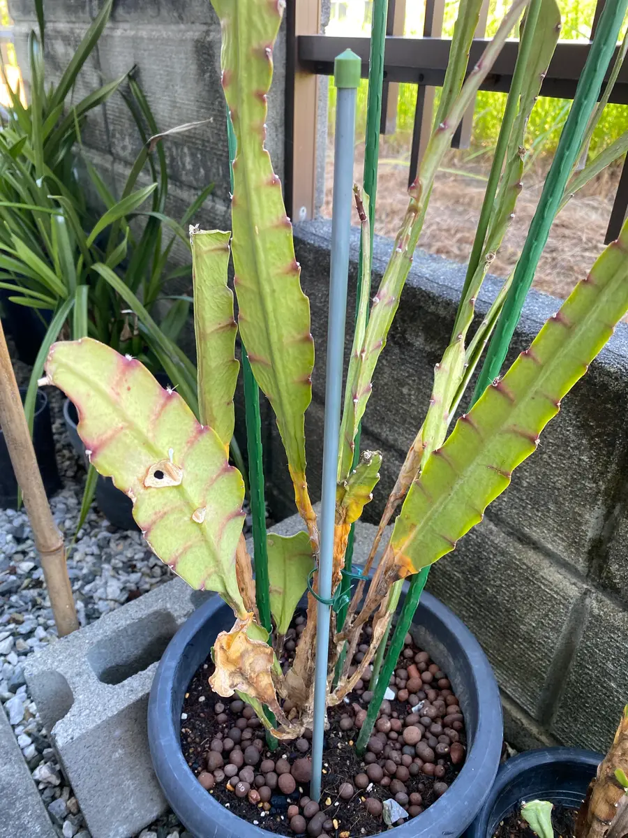 今年6月に植え替えしたクジャクサボテン根腐れしました。これか