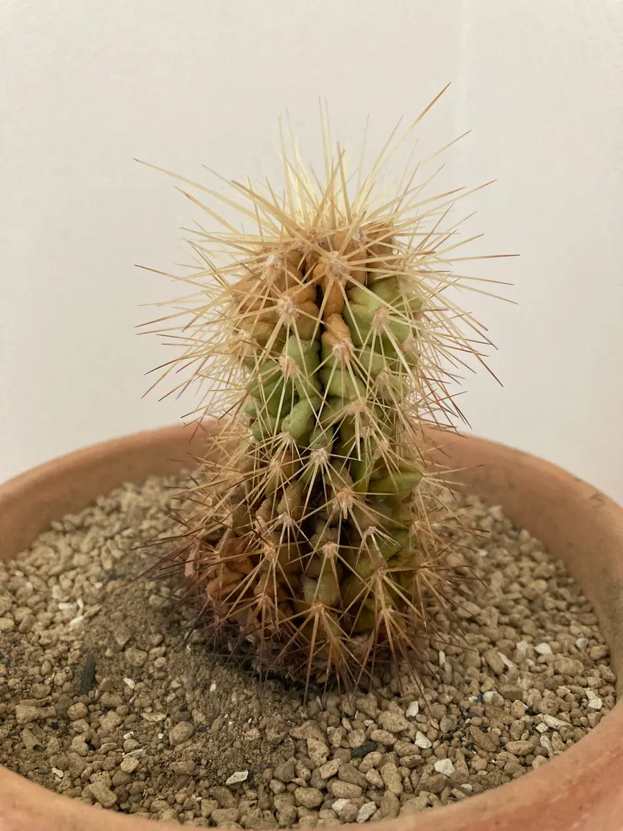 種から育てて、16年ほどになるサボテンが、茶色く変色してきま