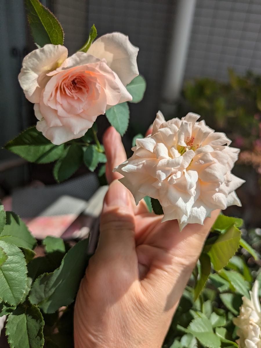 昨年購入したマカロンピンクの薔薇が8月になってようやく咲き