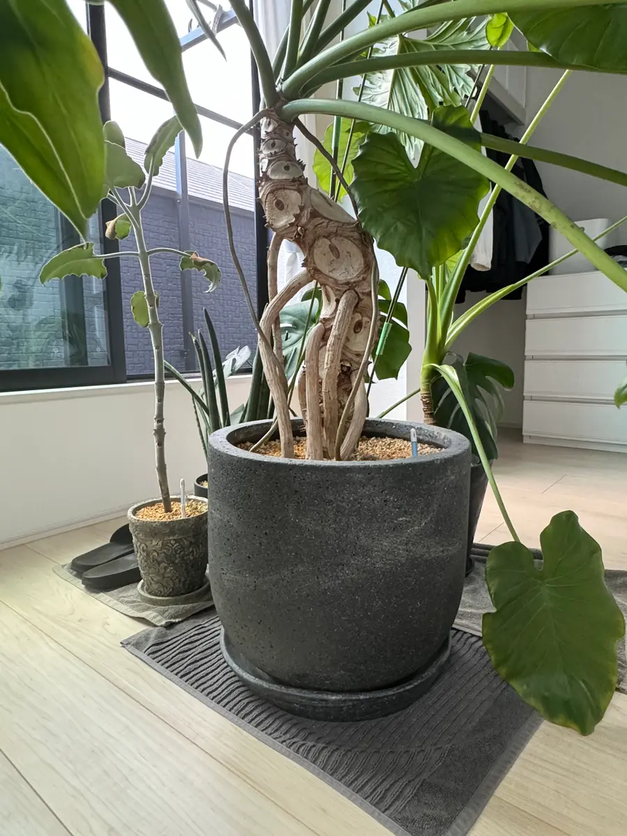 フィンドロンセロームの幹が細くなってきてしまいました。2年｜園芸