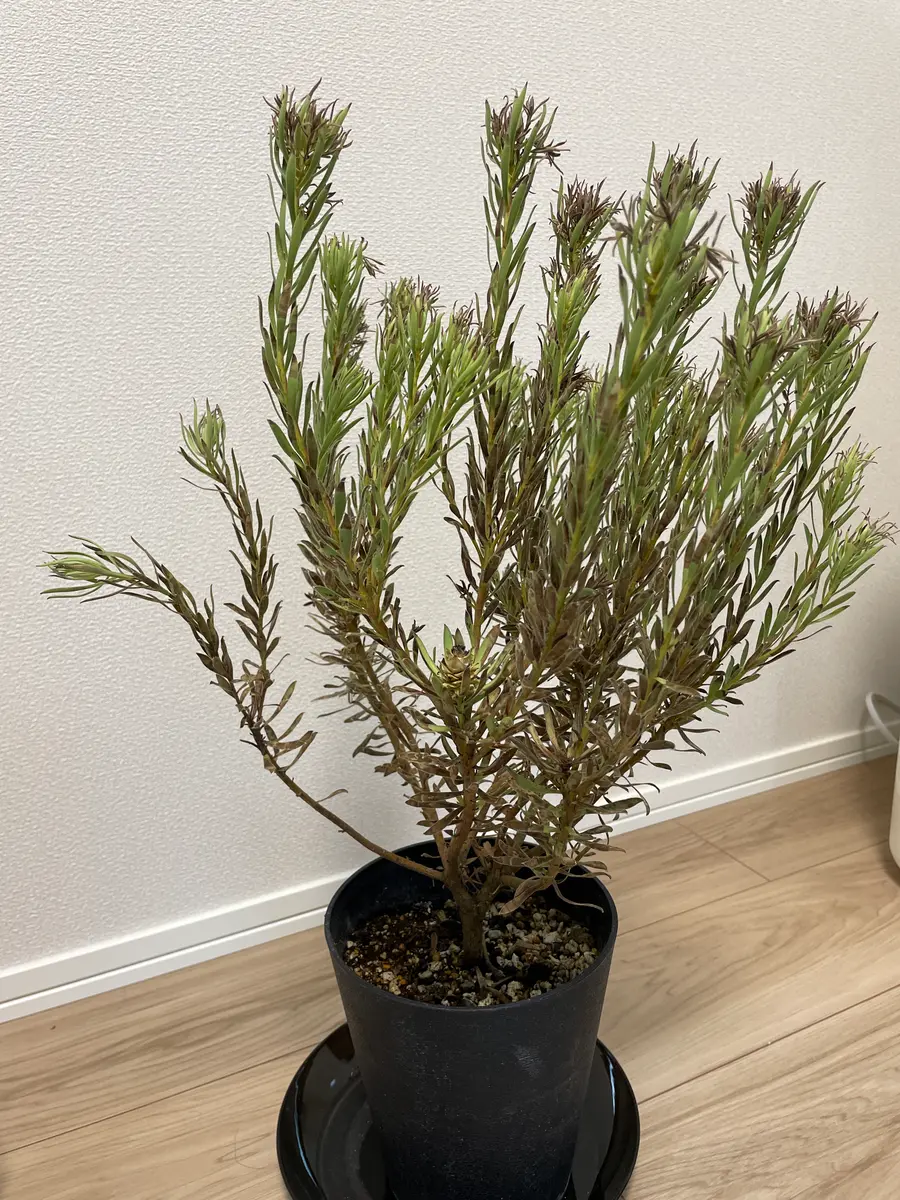 緊急】いただきもののリューカデンドロンストロベリーフェア｜園芸