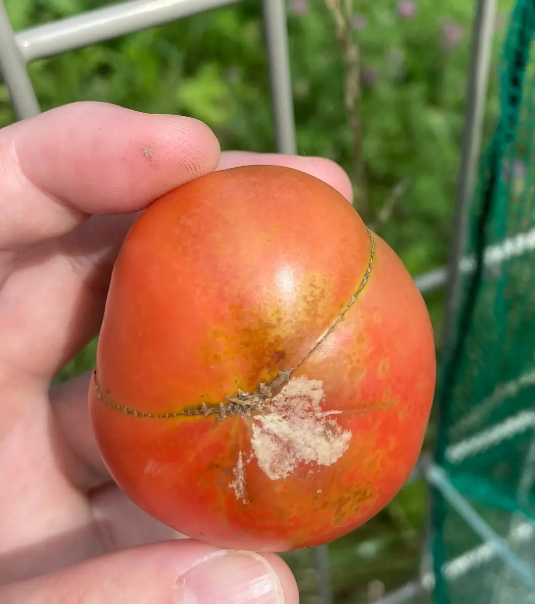 トマト様　確認画面 家庭菜園で育てているトマトの底が写真のようになってしまいま