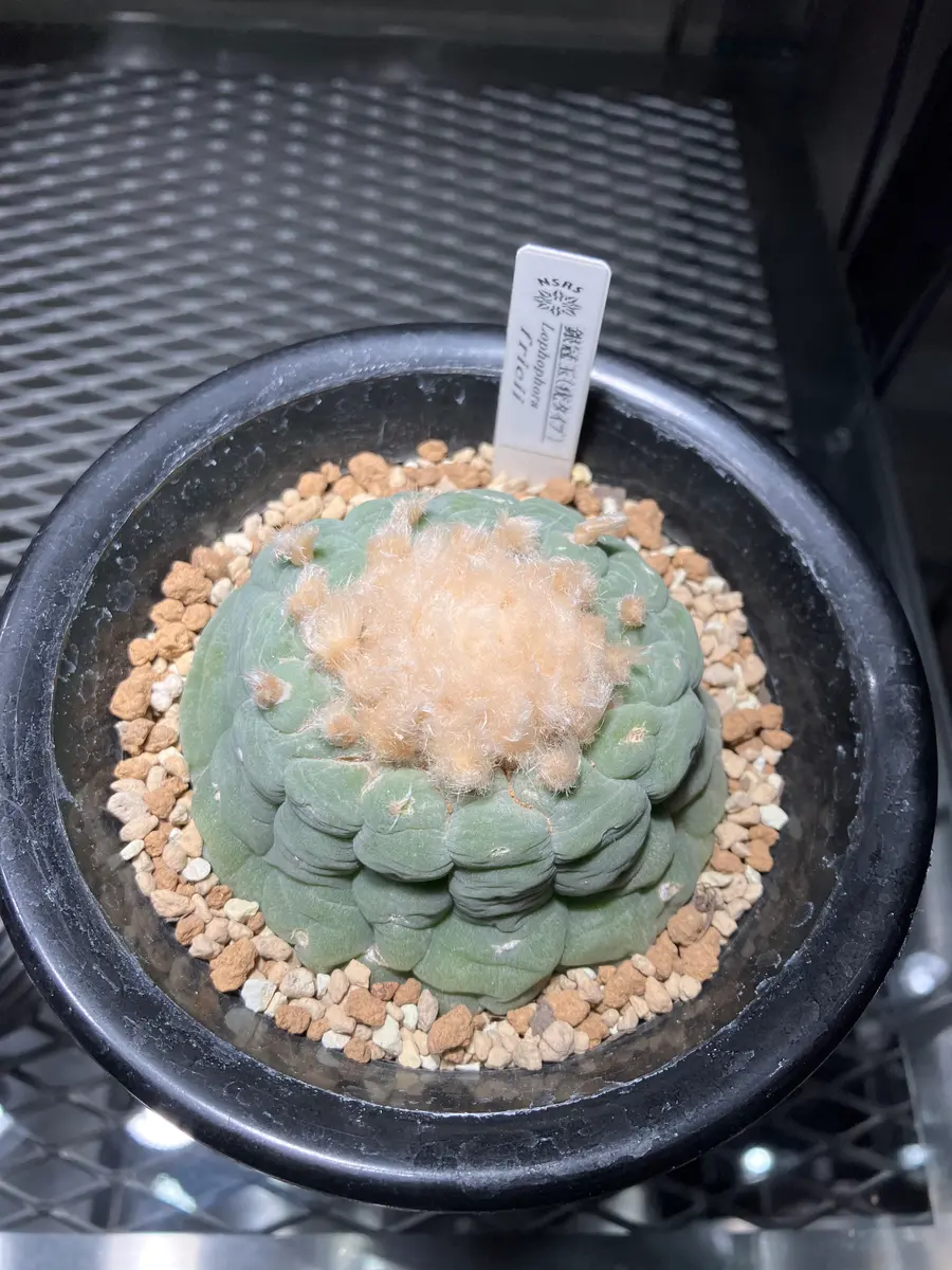 ロフォフォラ イモ好きにはオススメ 銀冠玉3頭 美株 ロフォフォラ