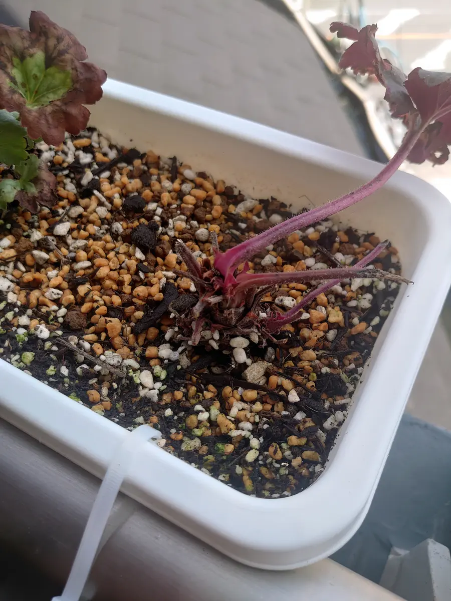 8月初旬に痛んだ値下げ苗を植え付けました。午前中にだけ日の