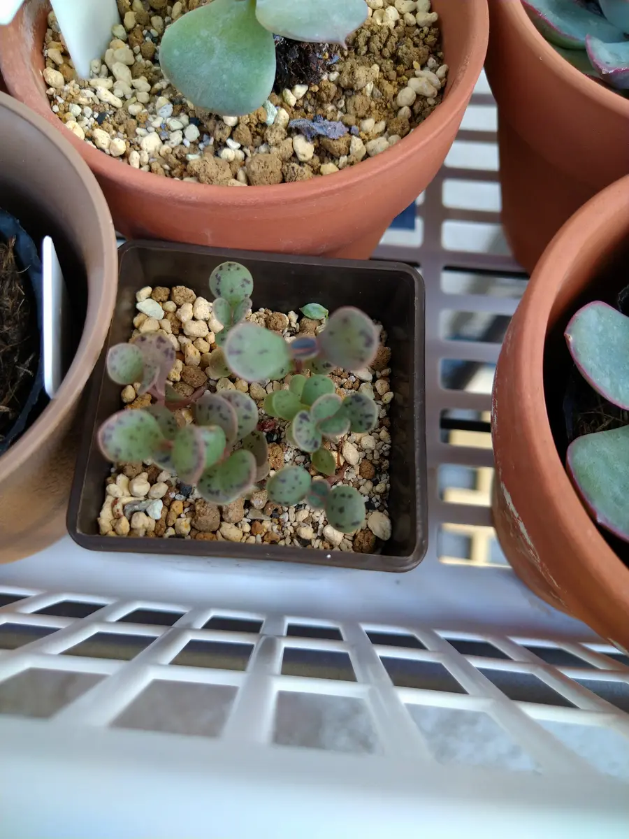 こんにちは。この名前も分からなければ自分がいつ購入(葉挿し｜園芸