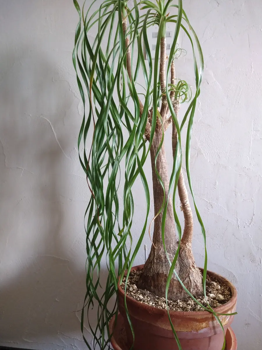 15年ほど室内で育てているトックリラン。5月頃に葉が白い箇所が