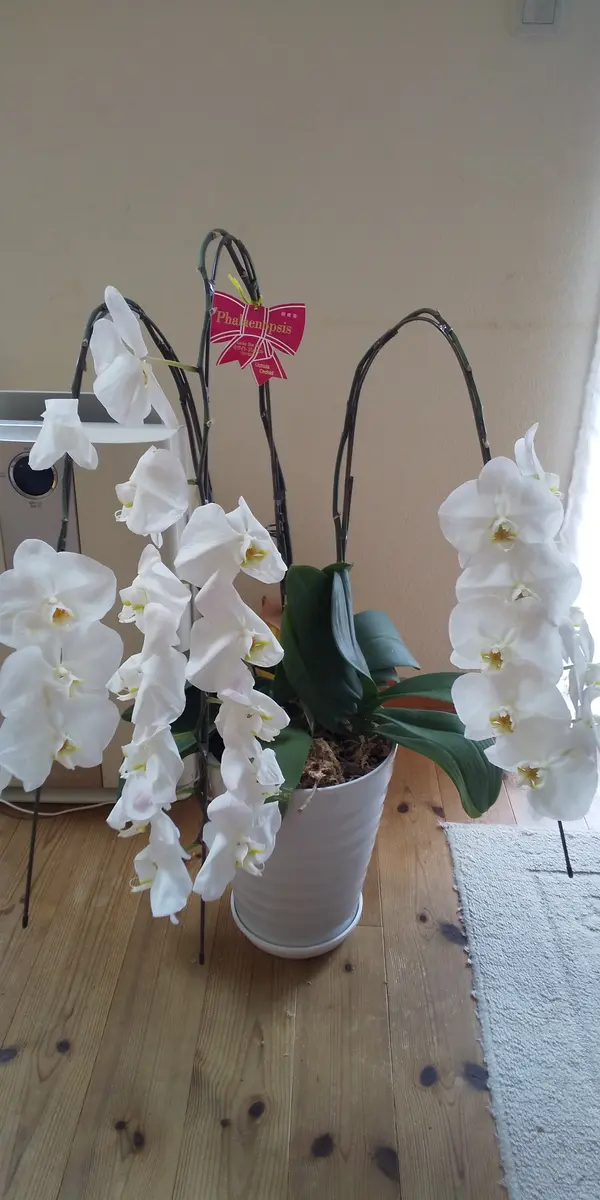家族が勤務先から頂き物の胡蝶蘭を貰ってきました。蘭の栽培は