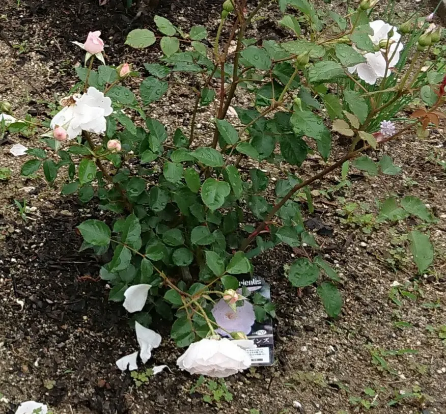 バラ初心者です。大苗で購入し、今年の3月に花壇に植えた「スタ