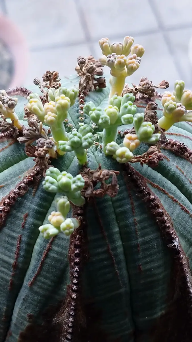 オベサなのですが、雌雄の見分け方を色々と検索して花の特徴で