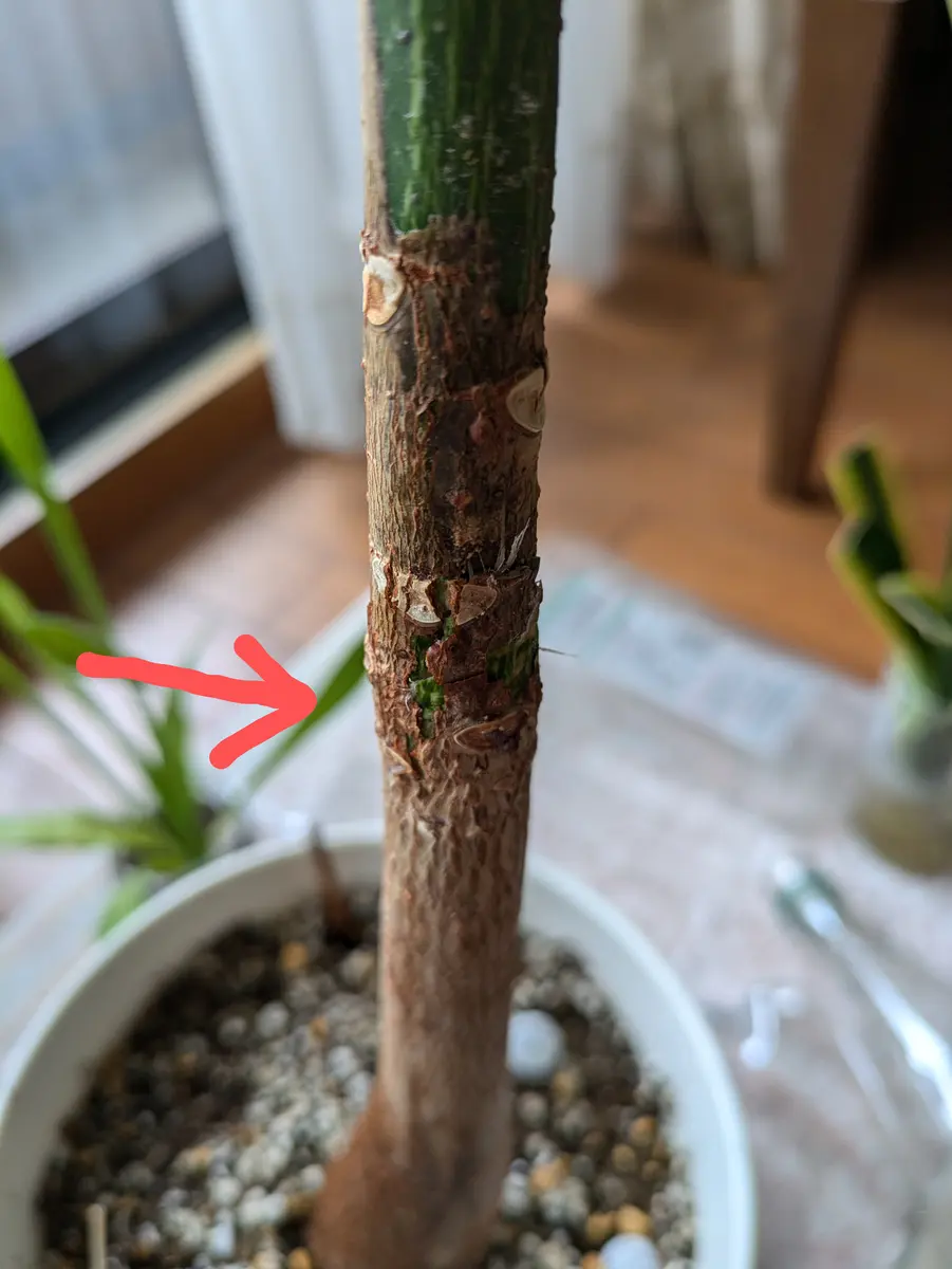 助けてください。1メートルちょいの実生パキラを育ててます