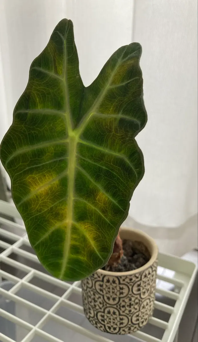 アロカシアアマゾニカについてです。最近購入して植え替えた アロカシアアマゾニカについてです。最近購入して植え替えた