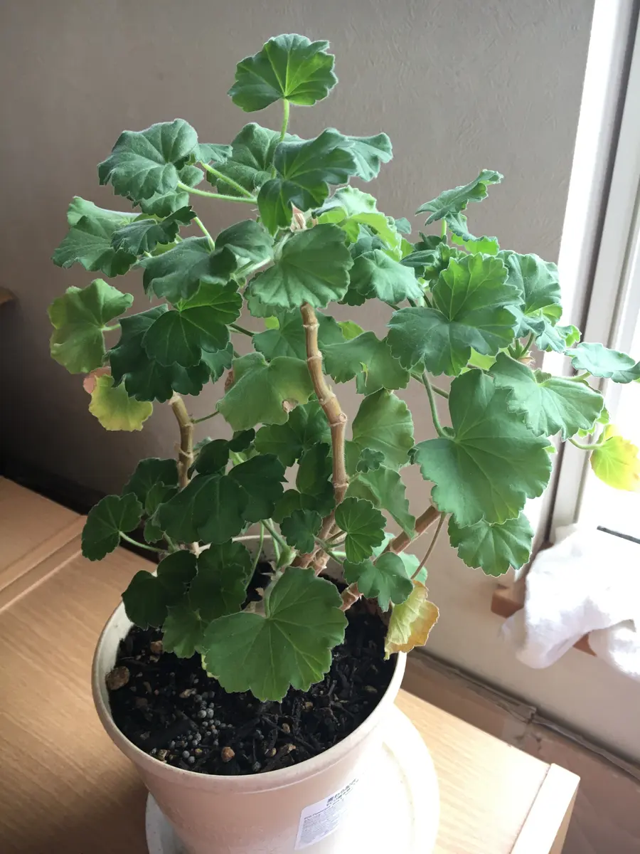 品質が ゼラニウムについてです。鉢植えで祖母が育てていたものを、管 果菜