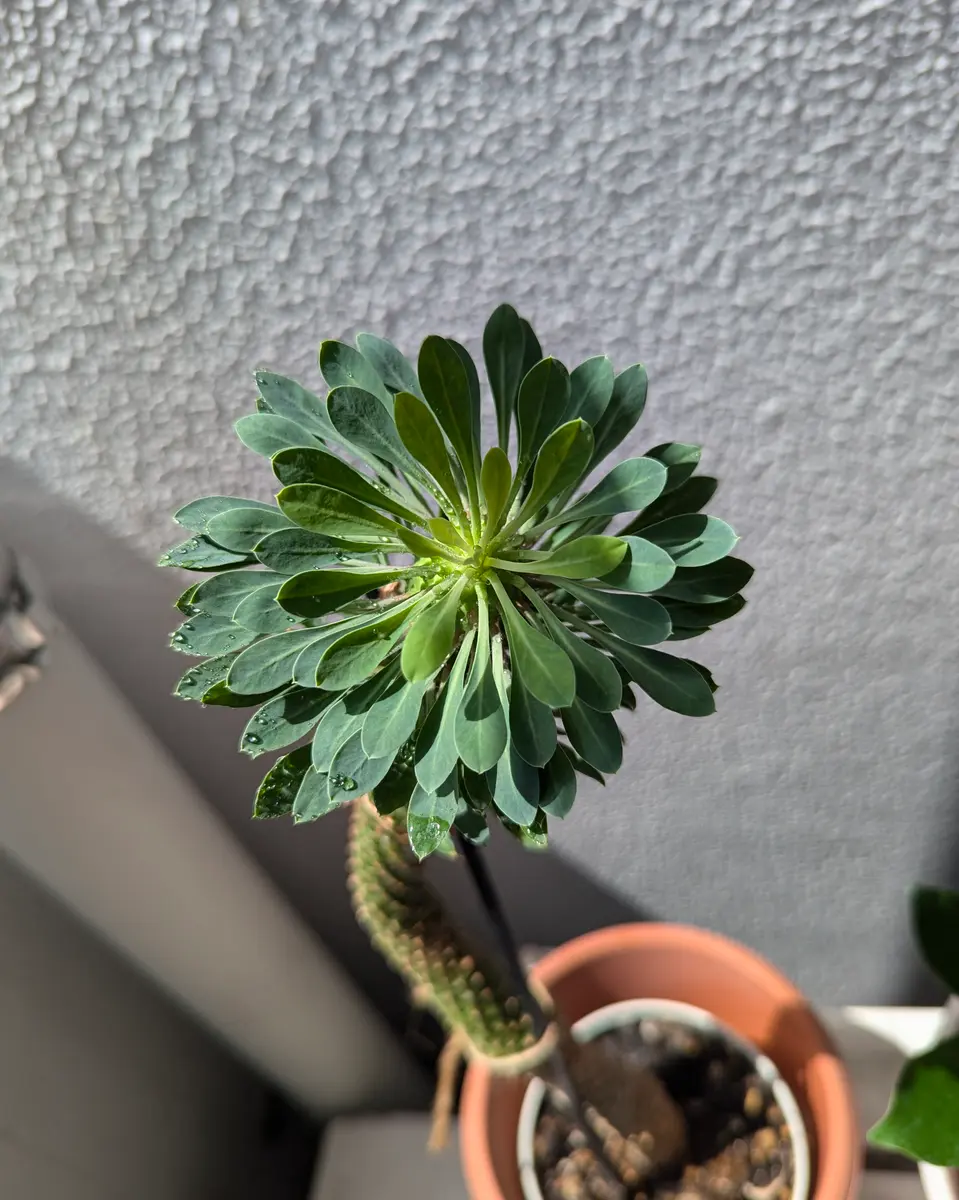 数年前に購入しました。名前もよくわからないのですが、ひょろ 