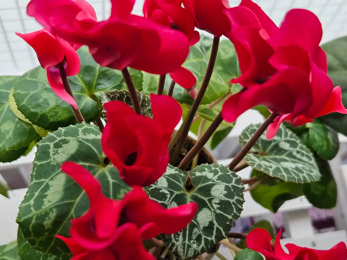 今年2月に開花の状態でお迎えしたセントポーリアですが、春に