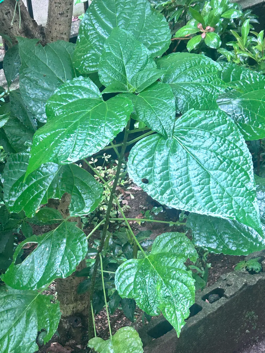 近所に生えてた葉っぱです 葉っぱに関して質問を2つお願いします。一昨日植えたカンパニ｜園芸 フラワー・ガーデニング