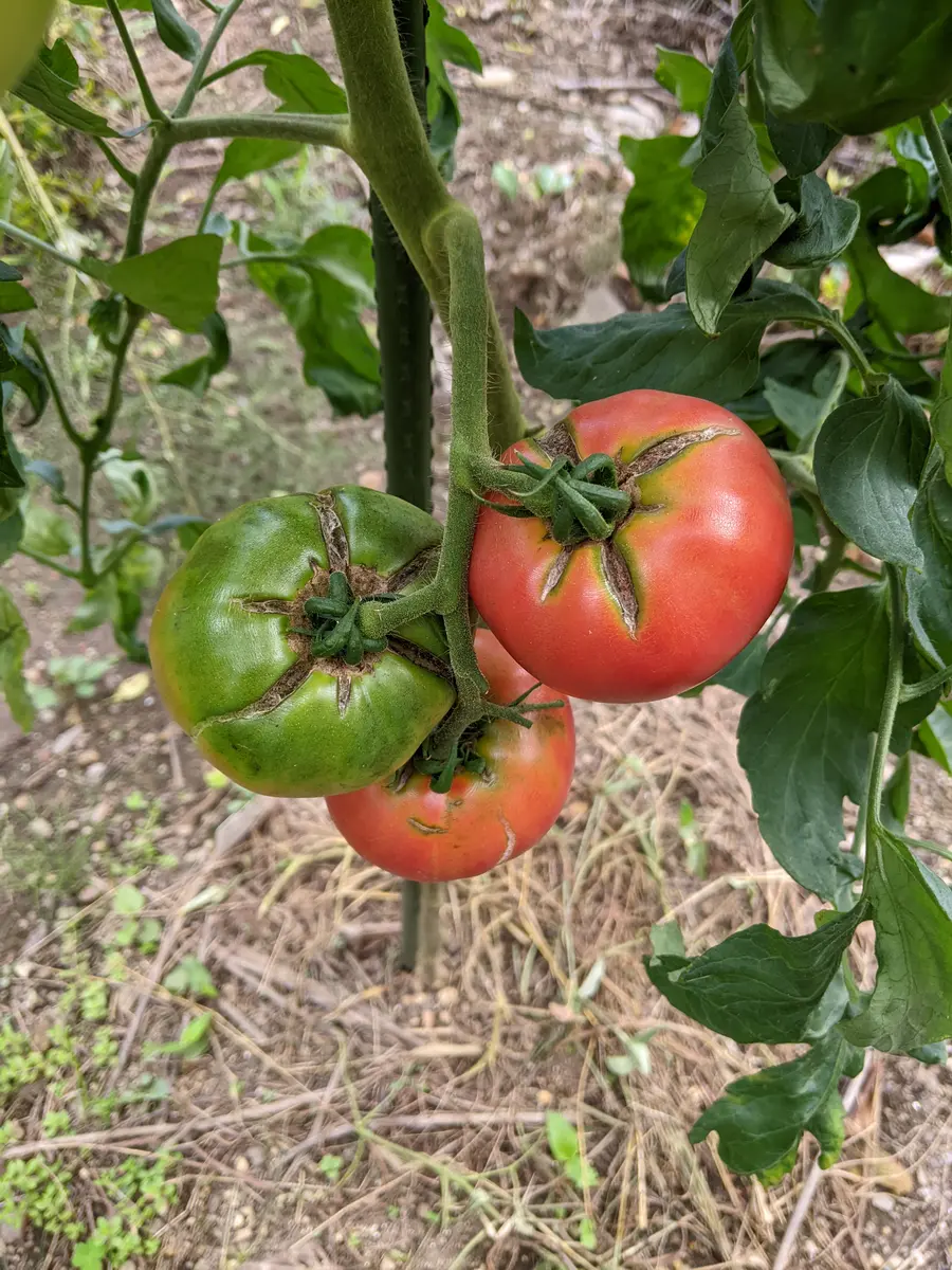 いつもお世話になっております😀初めて大玉トマトを育てていま